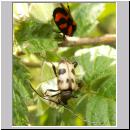 Judolia cerambyciformis - Bockkaefer 01.jpg